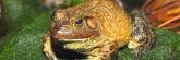 Vancouver_Aquarium_Frogs0622