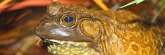Vancouver_Aquarium_Frogs0624