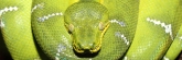 Vancouver_Aquarium_Reptiles0685