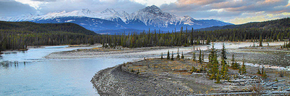 Jasper0851.jpg