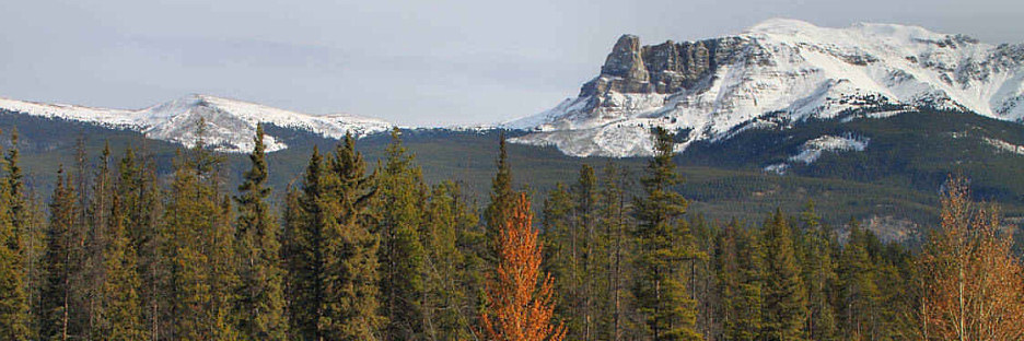 Jasper0907.jpg
