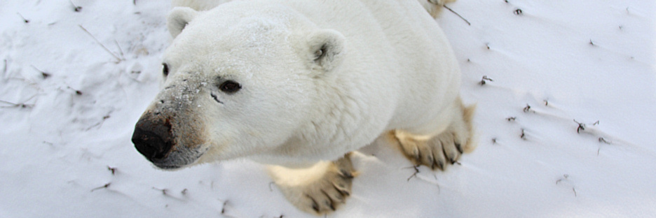Manitoba_Churchill_PolarB_Day2_1191.jpg