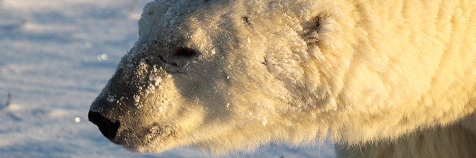 Manitoba_Churchill_PolarB_Day3_1709.jpg
