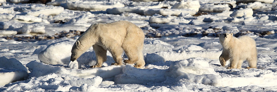 Manitoba_Churchill_PolarB_Day3_1720.jpg