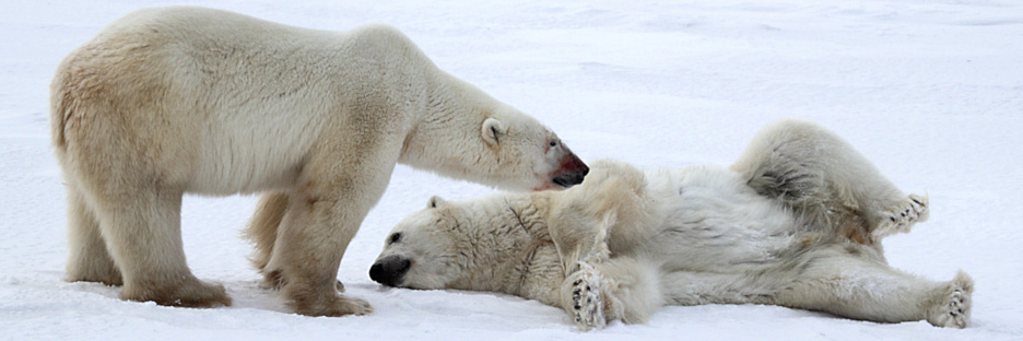 Manitoba_Churchill_PolarB_Day4_2194.jpg