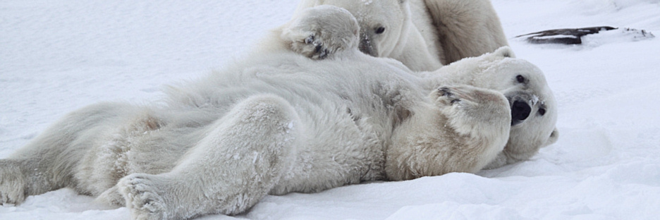 Manitoba_Churchill_PolarB_Day4_2211.jpg