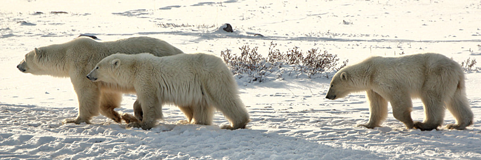 Manitoba_Churchill_PolarB_Day5_1480.jpg