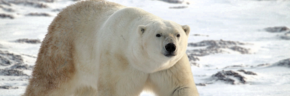 Manitoba_Churchill_PolarB_Day5_2377.jpg