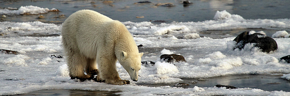 Manitoba_Churchill_PolarB_Day5_2385.jpg