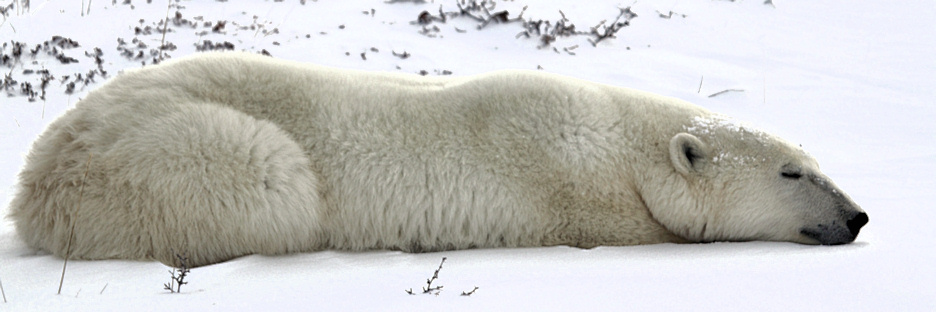 Manitoba_Churchill_PolarB_Day5_2388.jpg