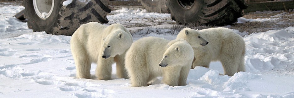 Manitoba_Churchill_PolarB_Day5_2421.jpg