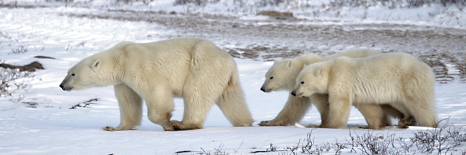 Manitoba_Churchill_PolarB_Day5_2432.jpg