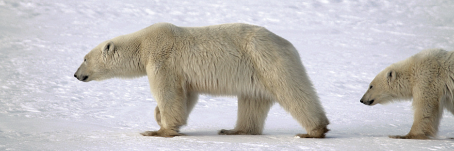 Manitoba_Churchill_PolarB_Day5_2443.jpg