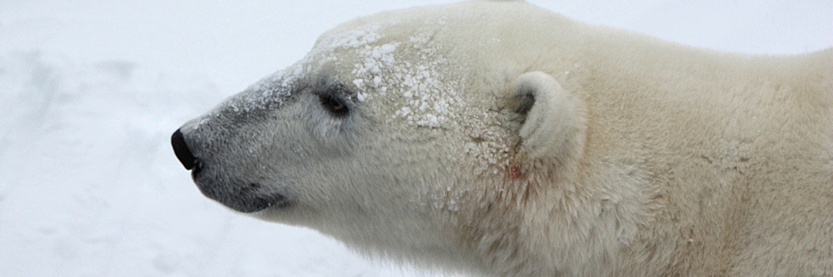 Manitoba_Churchill_PolarB_Day6_1531.jpg
