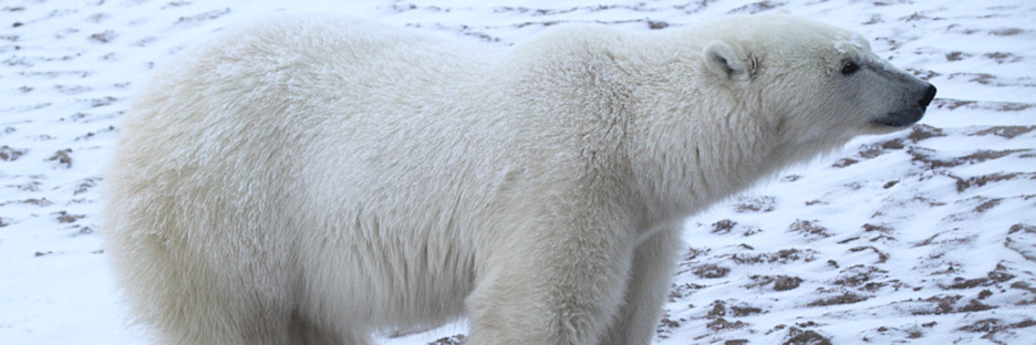 Manitoba_Churchill_PolarBears1386.jpg