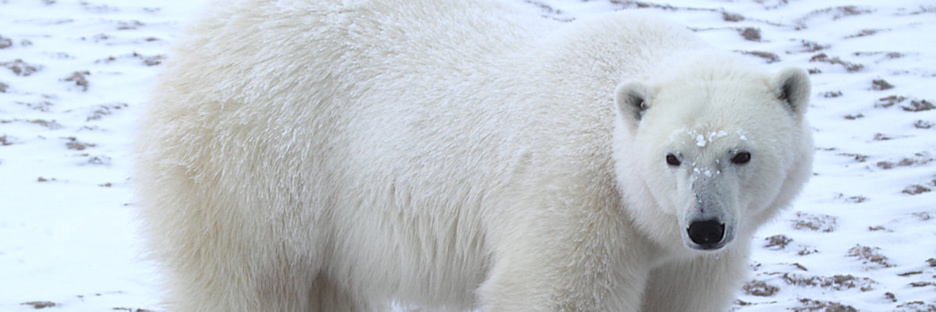 Manitoba_Churchill_PolarBears1391.jpg
