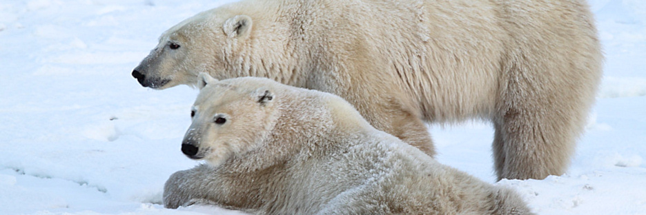 Manitoba_Churchill_PolarBears_1399.jpg