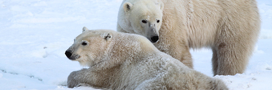 Manitoba_Churchill_PolarBears_1400.jpg