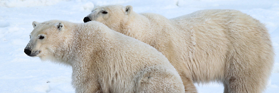 Manitoba_Churchill_PolarBears_1401.jpg