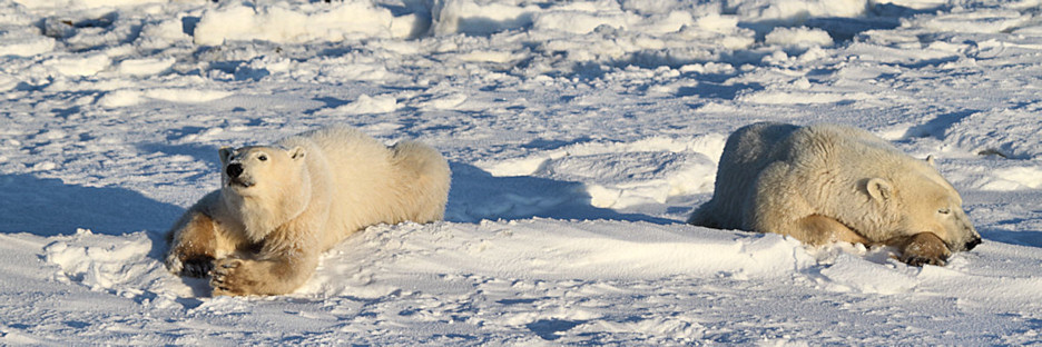 Manitoba_Churchill_PolarBears_1434.jpg