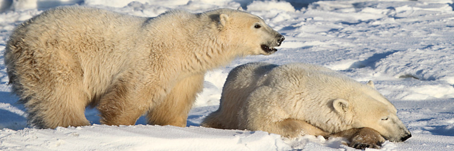 Manitoba_Churchill_PolarBears_1435.jpg