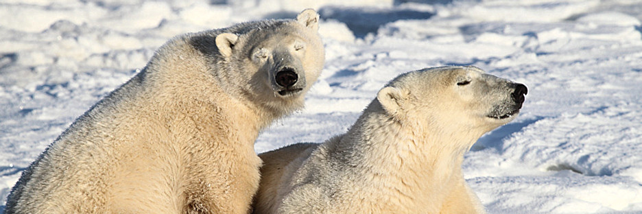 Manitoba_Churchill_PolarBears_1440.jpg