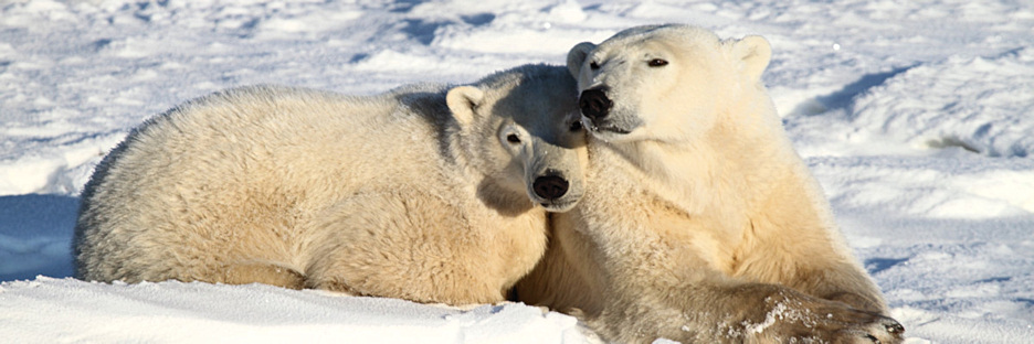Manitoba_Churchill_PolarBears_1446.jpg