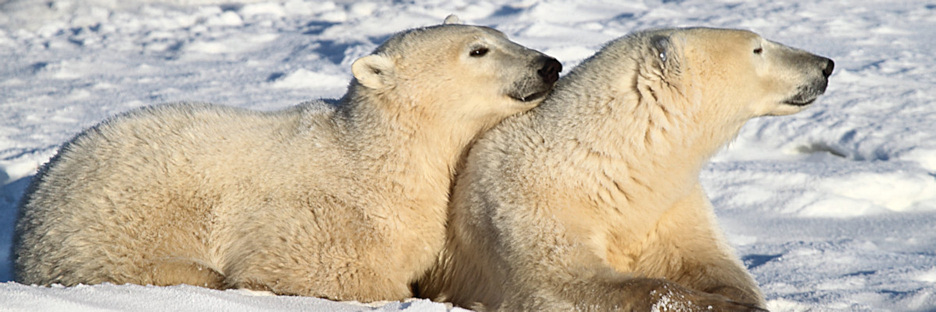 Manitoba_Churchill_PolarBears_1448.jpg