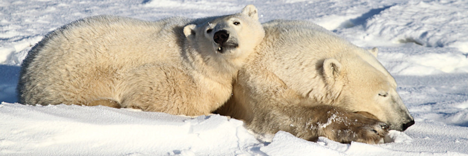 Manitoba_Churchill_PolarBears_1451.jpg