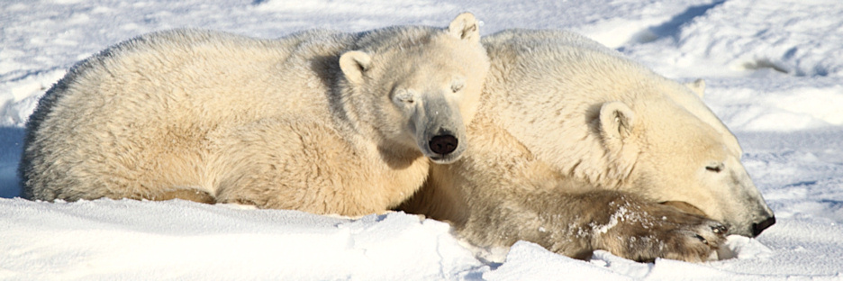 Manitoba_Churchill_PolarBears_1452.jpg