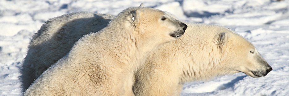 Manitoba_Churchill_PolarBears_1456.jpg