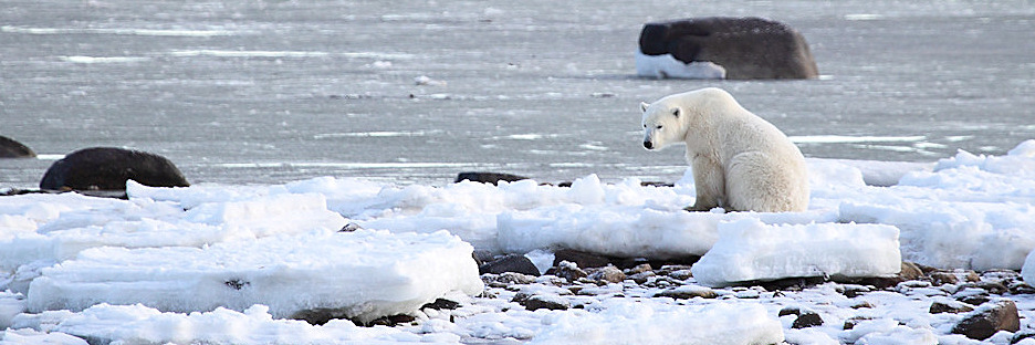 Manitoba_Churchill_PolarBears_1486.jpg