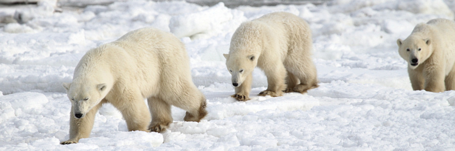 Manitoba_Churchill_PolarBears_1528.jpg
