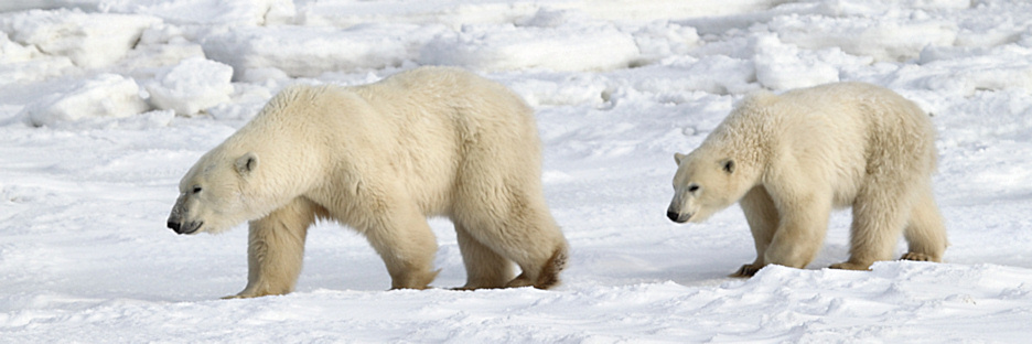 Manitoba_Churchill_PolarBears_1532.jpg