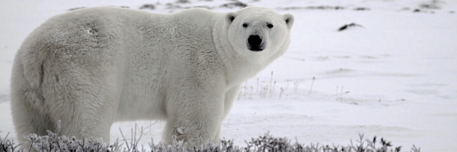 Manitoba_Churchill_PolarBears_1659_m.jpg
