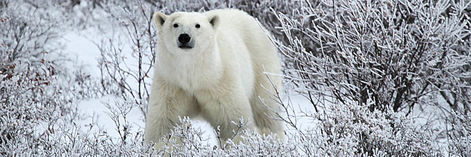 Manitoba_Churchill_PolarBears_1664.jpg