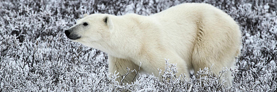 Manitoba_Churchill_PolarBears_1665.jpg