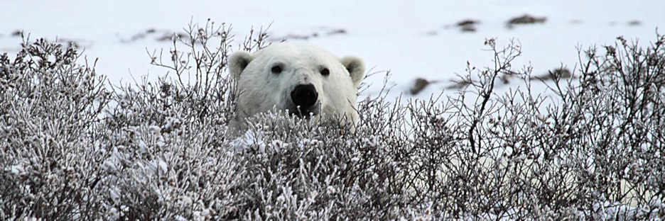 Manitoba_Churchill_PolarBears_1669.jpg