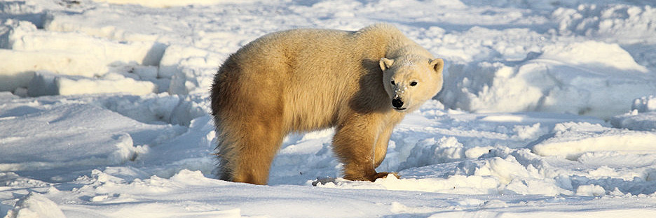 Manitoba_Churchill_Polar_Day3_1984.jpg