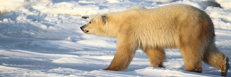 Manitoba_Churchill_Polar_Day3_1987.jpg