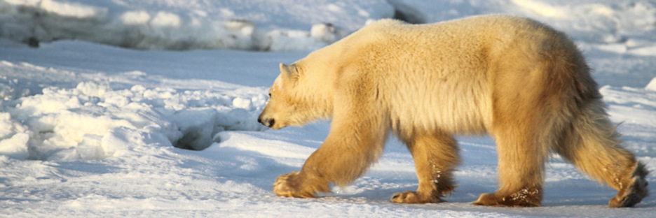 Manitoba_Churchill_Polar_Day3_1988.jpg