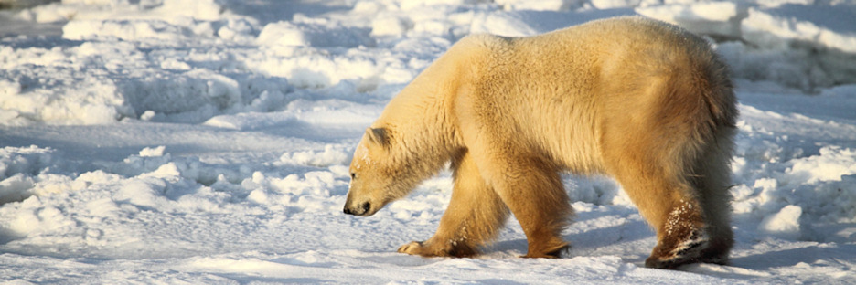 Manitoba_Churchill_Polar_Day3_1989.jpg