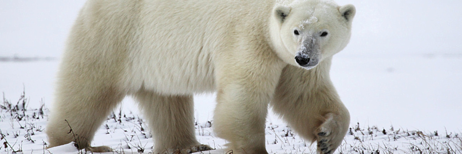 Manitoba_Churchill_Polar_Day3b_1787.jpg