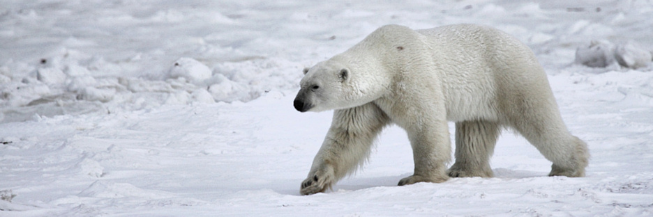 Manitoba_Churchill_Polar_Day3b_1792.jpg
