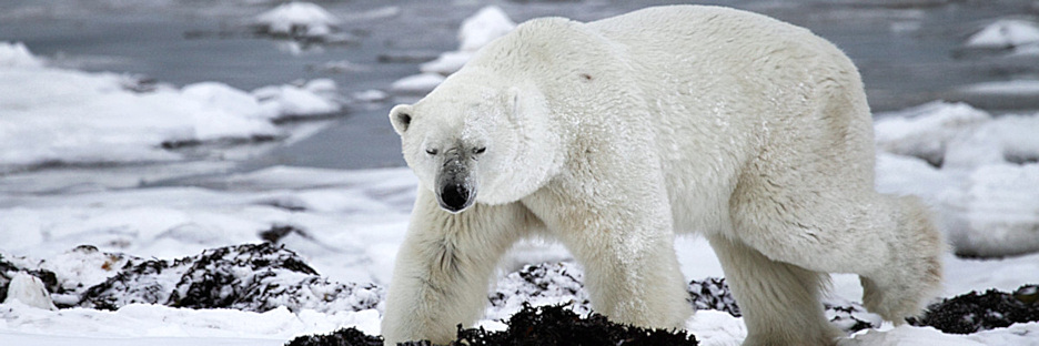 Manitoba_Churchill_Polar_Day3b_1821.jpg