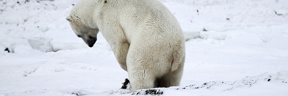Manitoba_Churchill_Polar_Day3b_1836.jpg