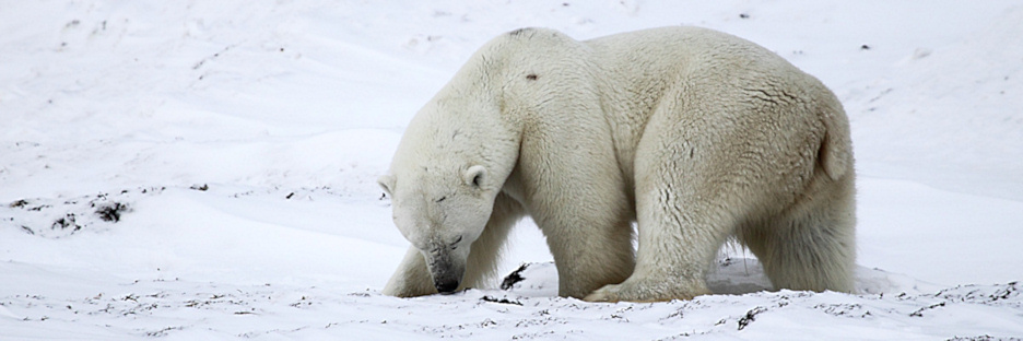 Manitoba_Churchill_Polar_Day3b_1841.jpg