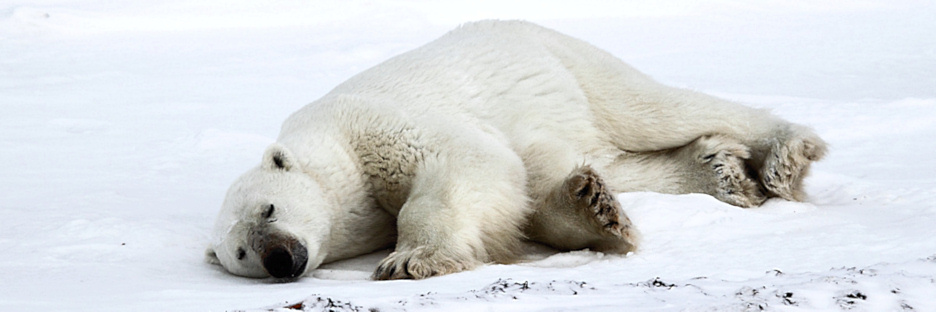 Manitoba_Churchill_Polar_Day3b_1860.jpg