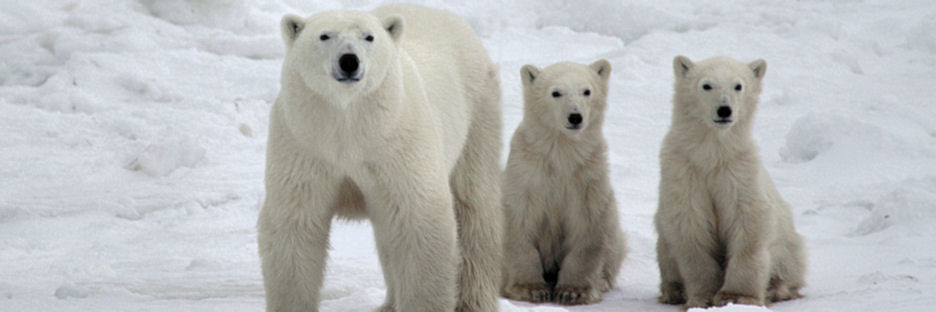 Manitoba_PolarBears_2504.jpg