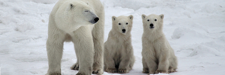 Manitoba_PolarBears_2505.jpg